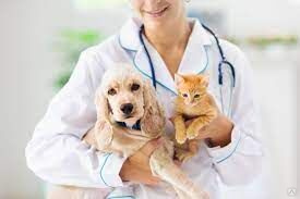 Вакцинация кошек и собак от бешенства вакциной Рабикс, Рабифел - 1 доза 
