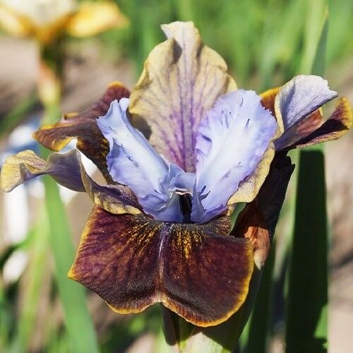 Ирис Блэк Джокер (Iris Black Joker) 2л 3