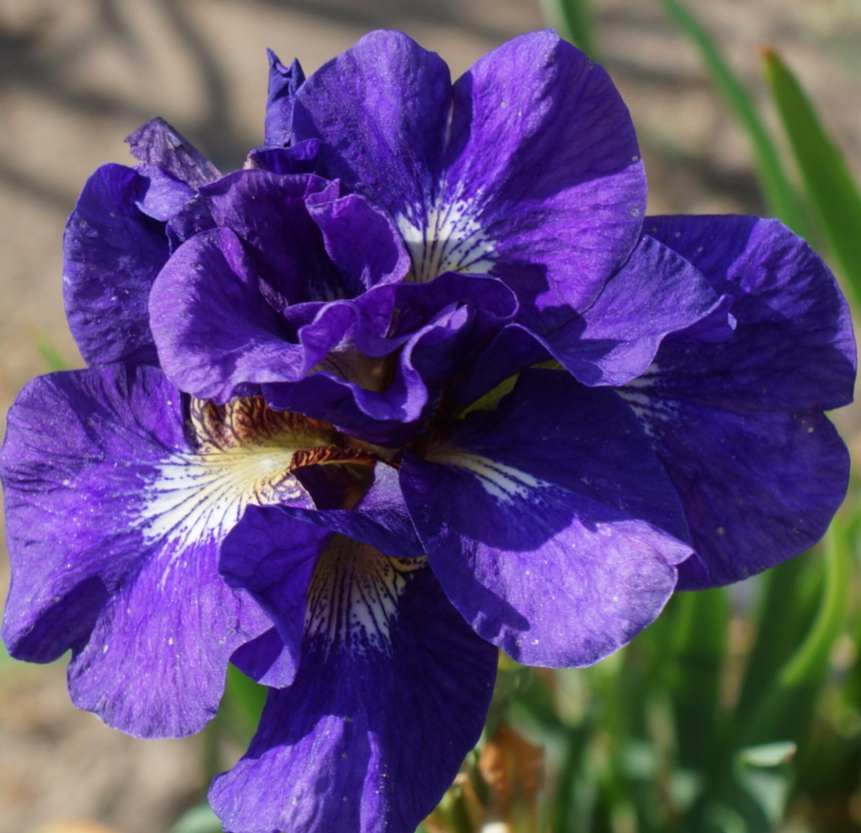 Ирис сибирский Каблуи (Iris sibirica Kabluey) 2л