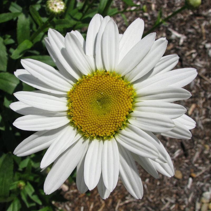 Нивяник Белый Бриз (Leucanthemum superbum White Breeze) 2л 3
