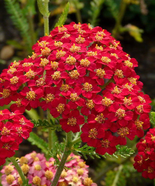 Тысячелистник обыкновенный Флауэрбраст Ред Шейдс (Achillea millefolium Flowerbust Red Shades) 2л 1