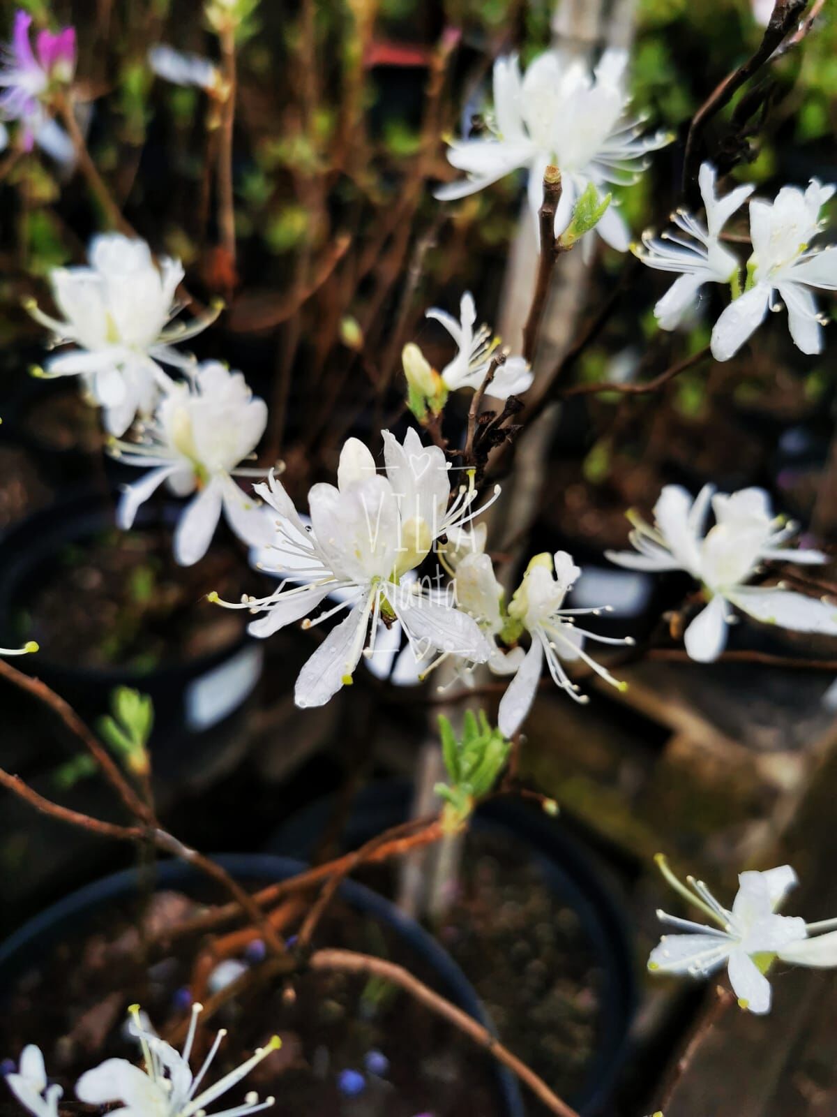 Рододендрон Канадский белый (Rhododendron canadense) С5 собств пр-во