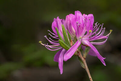 Рододендрон Канадский (Rhododendron canadense) С3 собств пр-во
