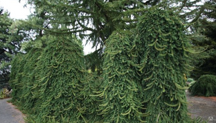 Ель обыкновенная Инверса (Picea abies Inversa) 10-15 л 40 - 60см #1