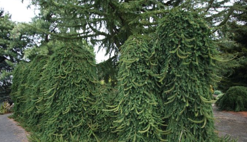 Ель обыкновенная Инверса (Picea abies Inversa) 10-15 л 40 - 60см 1