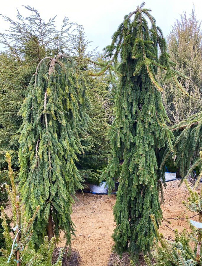 Ель обыкновенная Инверса (Picea abies Inversa) 10-15 л 40 - 60см 2