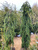 Ель обыкновенная Инверса (Picea abies Inversa) 10-15 л 40 - 60см #2