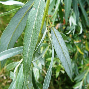 Ива белая форма серебристая (Salix alba var. argentea) 50л 350-400см #1