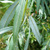 Ива белая форма серебристая (Salix alba var. argentea) 50л 350-400см #1