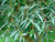 Ива белая форма серебристая (Salix alba var. argentea) 50л 350-400см #3