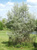 Ива белая форма серебристая (Salix alba var. argentea) 50л 350-400см #4
