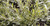 Ива белая форма серебристая (Salix alba var. argentea) 50л 350-400см #5