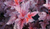 Пузыреплодник Андре (Physocarpus opulifolius Andre) 7,5л 100-120 см #1