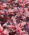 Пузыреплодник Андре (Physocarpus opulifolius Andre) 7,5л 100-120 см #2
