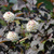 Пузыреплодник Андре (Physocarpus opulifolius Andre) 7,5л 100-120 см #3