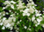 Гортензия метельчатая Прим Вайт (Hydrangea paniculata Prim White) 60-80см 10л #1