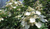 Гортензия метельчатая Прим Вайт (Hydrangea paniculata Prim White) 60-80см 10л #2