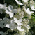 Гортензия метельчатая Прим Вайт (Hydrangea paniculata Prim White) 60-80см 10л #3