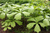 Роджерсия подофилловая (Rodgersia podophylla) 5л #2