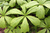 Роджерсия подофилловая (Rodgersia podophylla) 5л #3