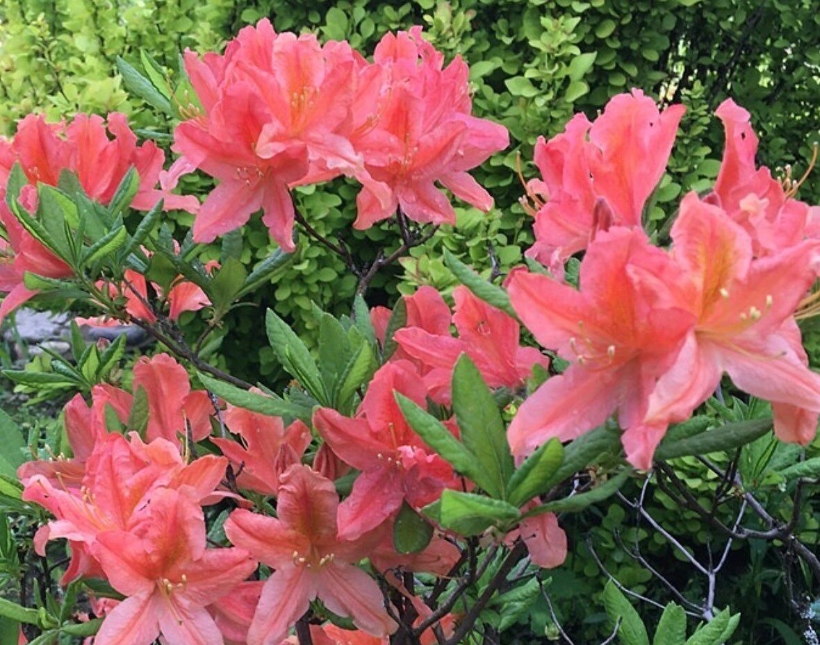 Японский лососевый. Рододендрон японский. Рододендрон японский Rhododendron japonicum. Рододендрон лососевый. Рододендрон японский Geisha Rosa.