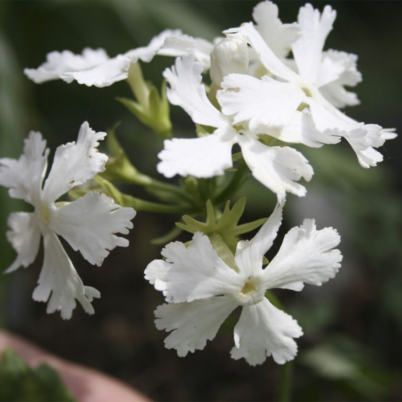 Примула Зибольда Альба (Primula sieboldii Alba) 2л 1