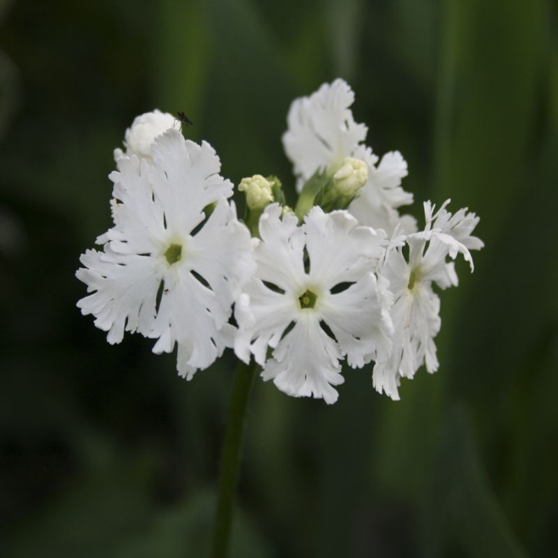 Примула Зибольда Альба (Primula sieboldii Alba) 2л 2