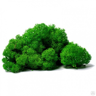Мох ягель стабилизированный зеленый 45 гр 