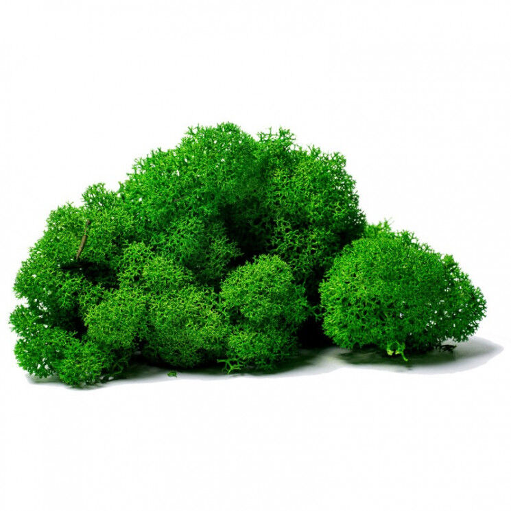 Мох ягель стабилизированный зеленый 45 гр